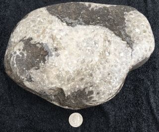 Large Unpolished Petoskey Stone With Fossil On The Back Side 10 Pounds,  2 Oz