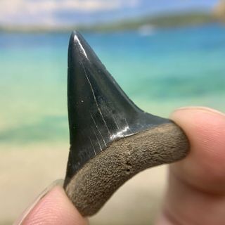 Museum Quality Mako Shark Tooth - Fossilized Shark Tooth - No Repair