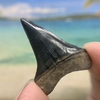 Museum Quality Mako Shark Tooth - Fossilized Shark Tooth - No Repair 2