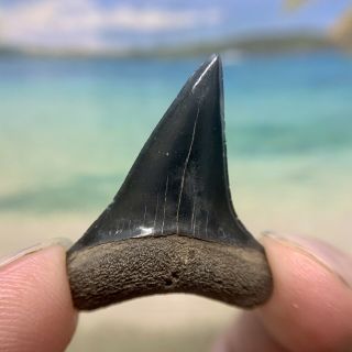 Museum Quality Mako Shark Tooth - Fossilized Shark Tooth - No Repair 3