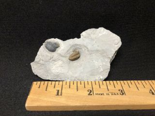Trilobite - Sweet Pro Prep Waldron Shale Calymene W/ Gastropod - Fossils Crinoid