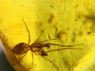 Unique Arachnida Spider Burmite Myanmar Burmese Amber Insect Fossil Dinosaur Age