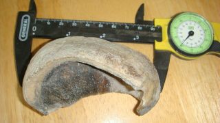 B114 Fossil Cetacean Bullae Inner Ear Bone Mammal Extinct Whale