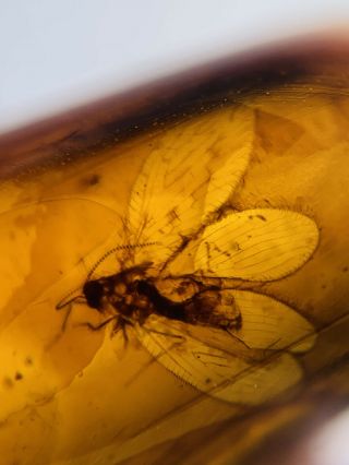 Neuroptera Fly Lacewing Burmite Myanmar Burmese Amber Insect Fossil Dinosaur Age