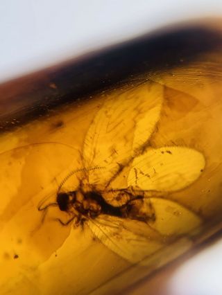 Neuroptera Fly Lacewing Burmite Myanmar Burmese Amber insect fossil dinosaur age 2