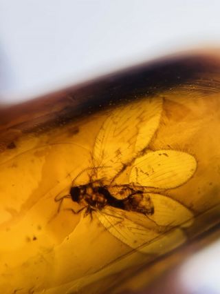 Neuroptera Fly Lacewing Burmite Myanmar Burmese Amber insect fossil dinosaur age 3