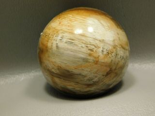 Petrified Golden Oak Wood Sphere 1.  8 Inch 46 Mm Fossil Stone Ball 2