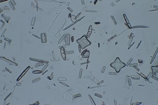 Tempere & Petagallo Antique Microscope Slide.  Catania Diatom Strew