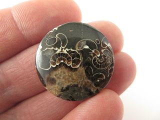 Marston Marble Cabochon - U.  K Ammonite Specimens.  Stone - Rare