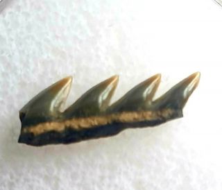 RARE Fossil Cow Shark Tooth - Hexanchus gigas - Belgium 1.  5cm WIDE 2