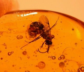 Winged Ant With Fulgoroid In Authentic Dominican Amber Fossil Gem