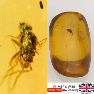 100 Million Year Old Fly Fossil In Cretaceous Burmese Amber Burmite.  42g 339