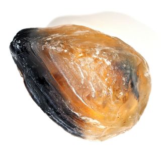 105 Myo Translucent Amber Crystal Opalised Mussel Shell Fossil Lightning Ridge