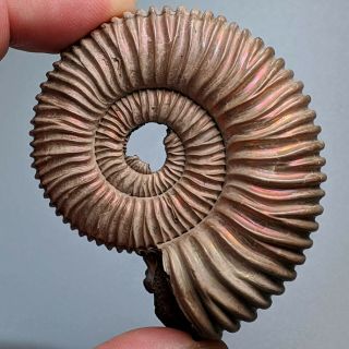 6 Cm (2,  3 In) Ammonite Peltoceras Pyrite Jurassic Russia Fossil Ammonit