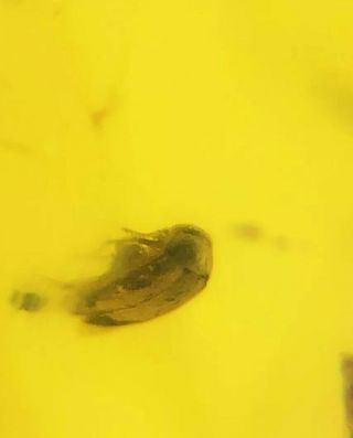 100 Million Year Old Coleoptera Beetle In Burmese Amber Dinosaur Age Fossil 32