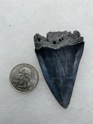 Fossil Great White Shark Tooth 2.  43” Prehistoric Teeth Megalodon