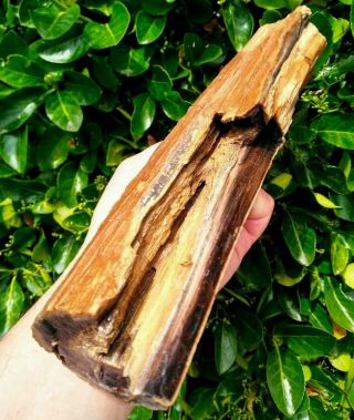 Long Detailed Petrified Wood Limb Mcdermitt Nevada Black Tan Agate Rings 2.  5lbs