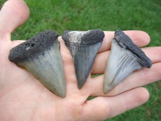 3 Quality Hastalis Shark Teeth Florida Fossils Sharks Tooth Mako Megalodon Gw Nr
