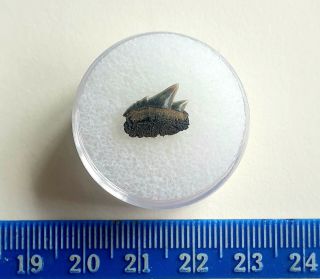 RARE Fossil Cow Shark Tooth - Hexanchus gigas - Belgium 1cm WIDE 2