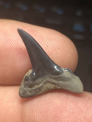 15 Pliocene Shark Tooth From Belgium Wolf Family.  Coll. 2