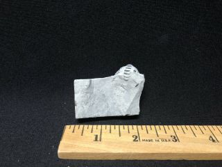 Trilobite - Sweet Enrolled Unprepared Waldron Shale Calymene - Fossils Crinoid
