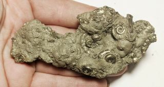 90 Mm Iron Pyrite Ammonite,  Eoderoceras Bed - Jurassic Coast Fossil N139