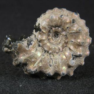 2.  3cm/0.  9in Nacre Pyritized Ammonite Kosmoceras Pollux Jurassic Fossil Russia