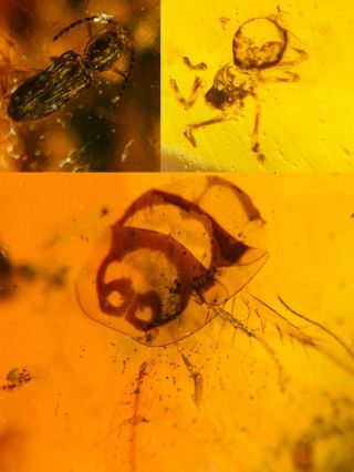 Beetle&spider&unknown Bug Burmite Myanmar Burma Amber Insect Fossil Dinosaur Age