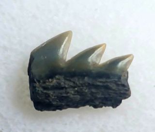 Ultra Rare Fossil Six Gilled Cow Shark Tooth - Notorynchus Cepedianus - 1.  1cm