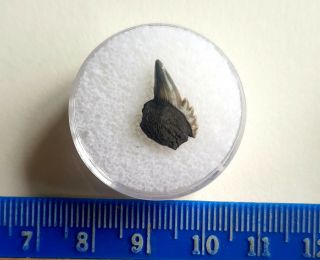 RARE Cow Shark Tooth - Hexanchus gigas - Belgium 1.  5cm 2