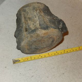 Large Fossilized Vertebrae Bone Whale Dinosaur Disc Fossil Stone Atlantic Mammal