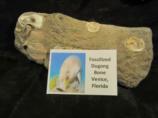 Fossilized Dugong Rib Bone Venice,  Florida With Matrix