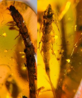 Beetle Larva&unknown Bug Burmite Myanmar Burma Amber Insect Fossil Dinosaur Age