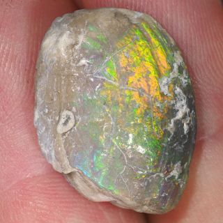 Colourful 105 M.  Y.  O.  Opalised Freshwater Shell Fossil 15.  01ct Lightning Ridge