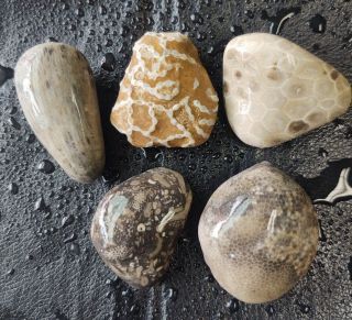 5 Unpolished Michigan Fossils Petoskey Stone Hexagonaria Horn Coral 1