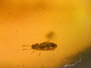 Rove Beetle&fly Burmite Myanmar Burmese Amber Insect Fossil Dinosaur Age