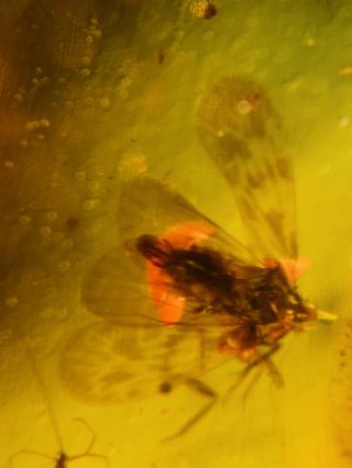 Leafhopper Cicada Fly Burmite Myanmar Burmese Amber Insect Fossil Dinosaur Age