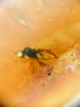 100 Million Year Old Fly In Burmese Amber Fossil Burmite Inclusion 0.  42g 332