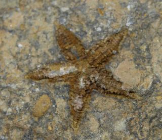 Starfish Fossil Ordovician 450 Million Years Ago Morocco 16491 13o