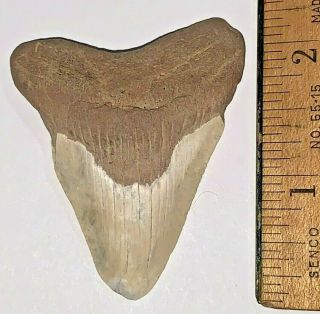 Megalodon Shark Tooth From Calvert Cliffs Maryland 2.  25 Inches