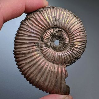 7,  1 Cm (2,  8 In) Ammonite Peltoceras Pyrite Jurassic Russia Fossil Ammonit