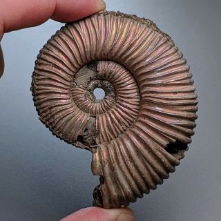 7,  1 cm (2,  8 in) Ammonite Peltoceras pyrite jurassic Russia fossil ammonit 2