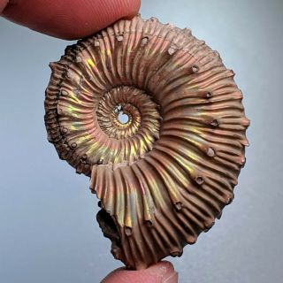 4,  3 Cm (1,  7 In) Ammonite Kosmoceras Pyrite Jurassic Russia Fossil Ammonit