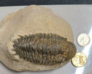 Devonian Age Trilobite Fossil From Morocco (u92)