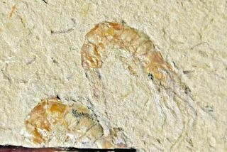 Fossil Shrimp,  Carpopenaeus,  From Lebanon