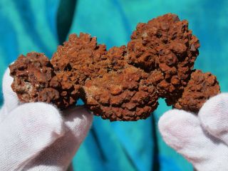 Coprolite Dinosaur Poop Rare Crystallized Fossil 120 Million Years Old
