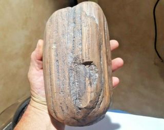 5 Lbs.  Arizona Petrified Wood Tumbled In The Colorado River Fossil Landscaping