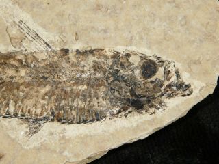 A Fifty Million Year Old Fish Fossil Wyoming 58.  0gr