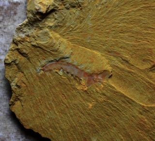 Very Rare Anomalocaris Saron Fossil,  Lower Cambrian,  Chengjiang Biota,  China