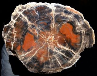 Mw: Petrified Wood Araucaria - Arizona - Dome Polished Round Specimen